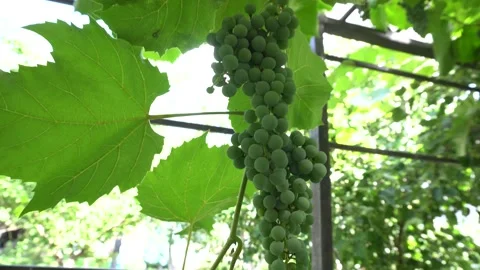 Bunch of grapes 4K Video stock 159905807