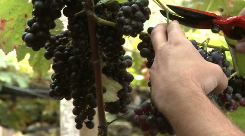 Bunch of grapes being picked from row. Stock Footage 63368009