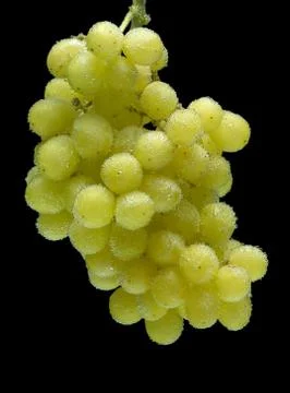 Bunch of grapes on a black background Stock Photos