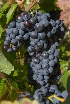 Bunch of Grapes Black Fotos Stock
