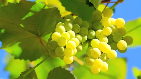 Bunch of grapes with a blue sky in the background. Stock Footage 41855919