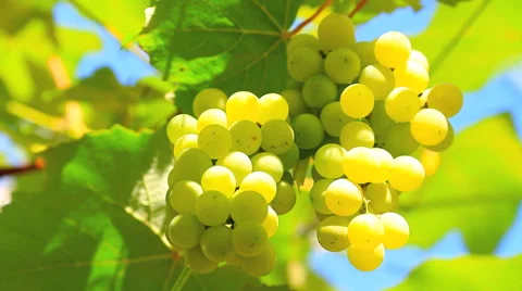 Bunch of grapes with a blue sky in the background. Stock-Footage 41855960
