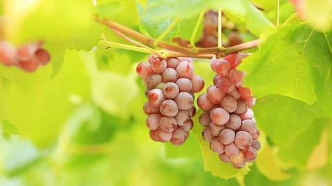 Bunch of grapes on the blurred background. Stock Footage 97556427