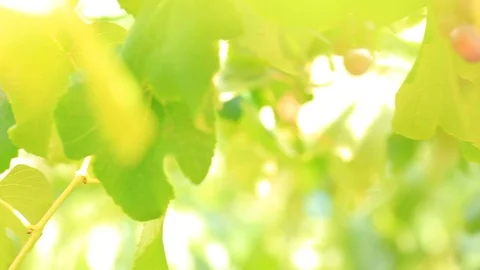 A bunch of grapes on the blurred background. Hanging a bunch of wine grapes. Stock Footage 95124256