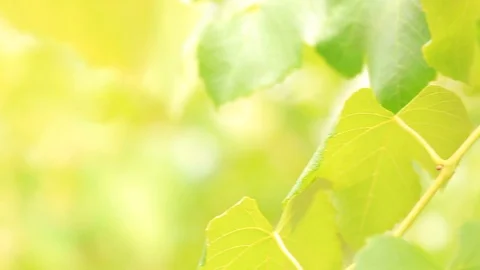 A bunch of grapes on the blurred background. Hanging a bunch of wine grapes. Stock Footage 95124358