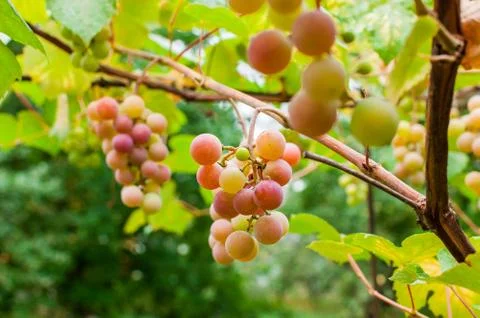 Bunch of grapes on brunch Stock Photos