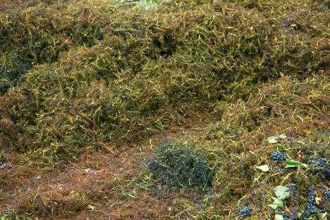 Bunch of grapes cleared of berries Stock-Fotos