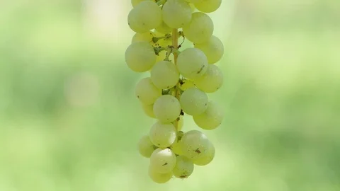 Bunch of grapes close up Stock Footage 93455632