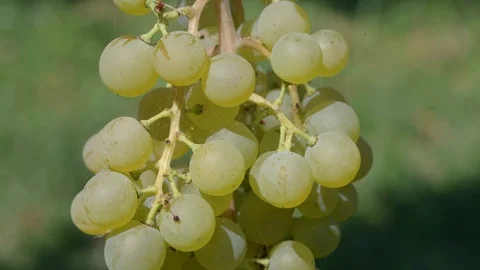 Bunch of grapes close up Stock Footage 93462907
