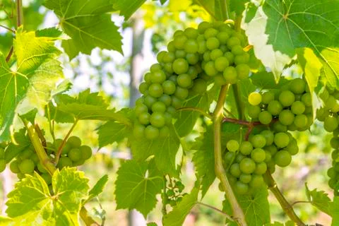 Bunch of grapes closeup Stock Photos