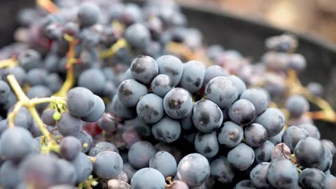 Bunch of grapes during harvest time. Cluster collect for wine production Stock Footage 307166493