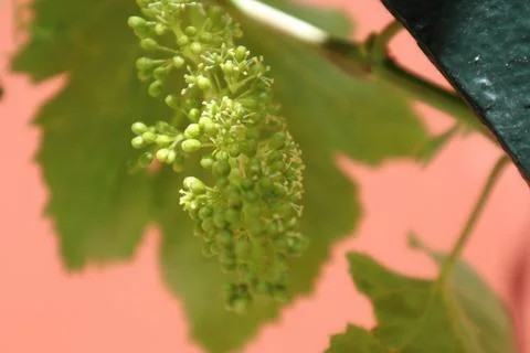 A bunch of grapes in the early stages of development Stock Photos