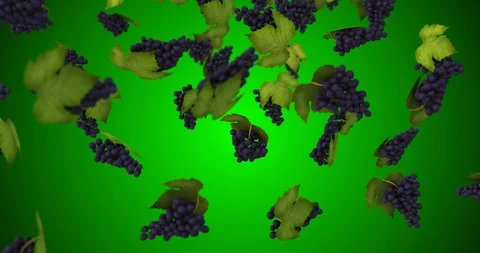 Bunch grapes falling Stock Footage 88359239