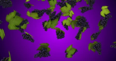 Bunch grapes falling Video stock 88359706