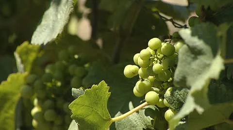 Bunch of grapes Stock Footage 11522296