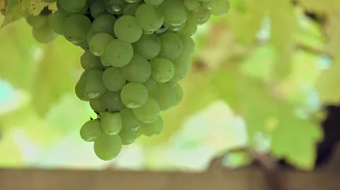 Bunch of grapes Stock Footage 34640507