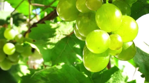 Bunch of grapes Stock Footage 67207671
