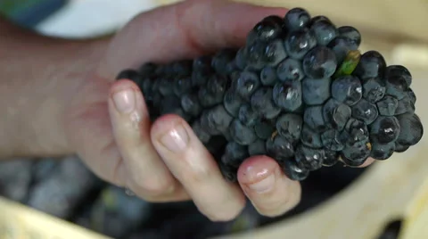 Bunch of grapes Video stock 67365225