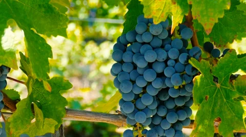 Bunch of grapes Stock Footage 67559686