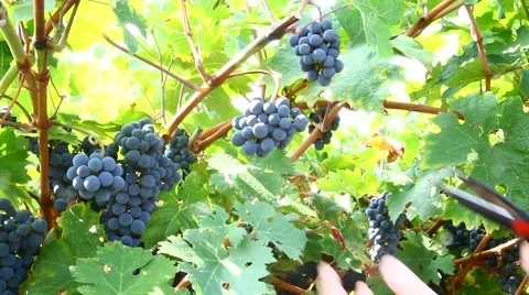 Bunch of grapes Stock Footage 67570635