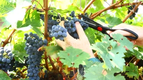 Bunch of grapes 動画素材 67571418