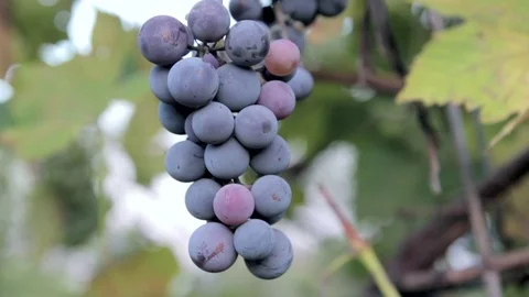Bunch of grapes Stock Footage 71120583