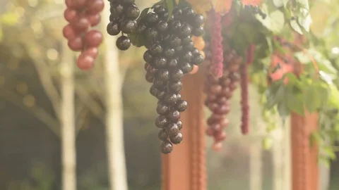 Bunch of grapes Stock Footage 76467047