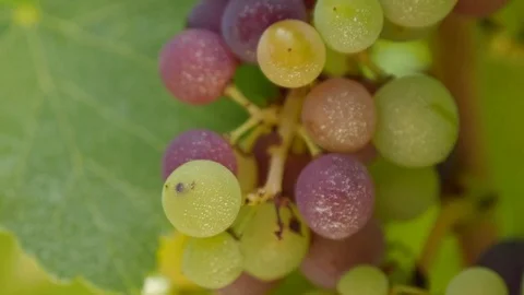Bunch of grapes Stock Footage 80834341