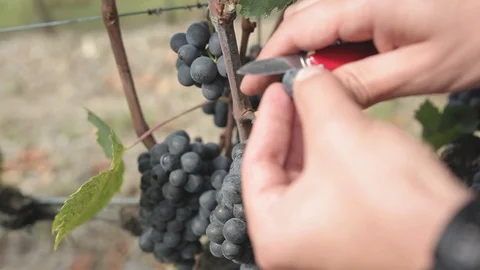 Bunch of grapes Stock Footage 94364940