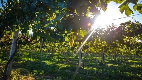 Bunch of grapes Stock Footage 96211439