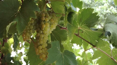 Bunch of grapes Stock Footage 97410259