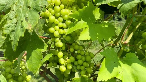 Bunch of grapes Video stock 247472679