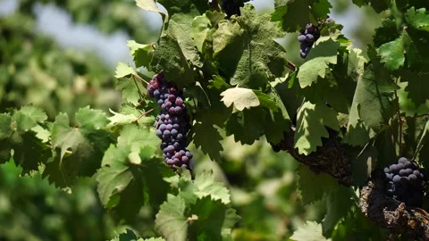 A bunch of grapes. Vídeos de archivo 316090171