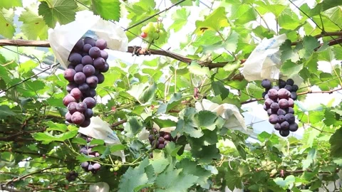  bunch of grapes, grape trees Video stock 310355544