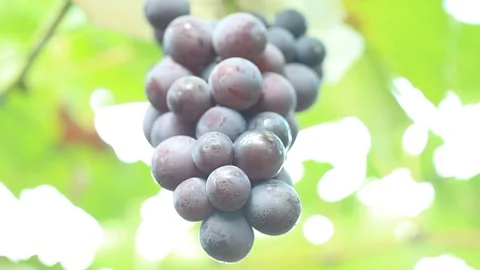Bunch of grapes, grape trees Stock-Footage 310355567