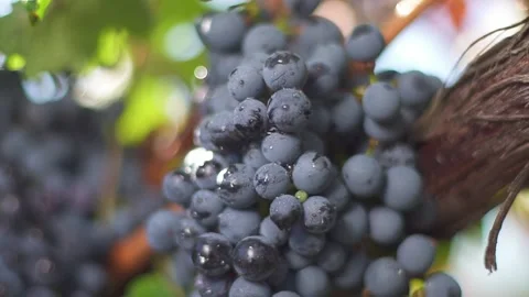 A bunch of grapes, grapes on the vine. Ripe grapes on the vine for making red Stock Footage 197372609