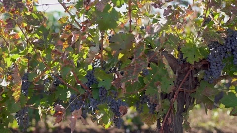 A bunch of grapes, grapes on the vine. Ripe grapes on the vine for making red Stock Footage 197372618