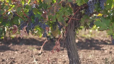 A bunch of grapes, grapes on the vine. Ripe grapes on the vine for making red Stock Footage 197372642