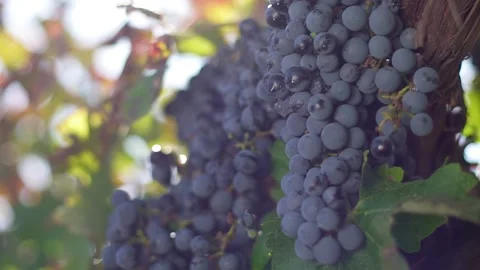 A bunch of grapes, grapes on the vine. Ripe grapes on the vine for making red Stock Footage 197372666