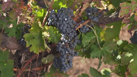 A bunch of grapes, grapes on the vine. Ripe grapes on the vine for making red Stock Footage 197372677