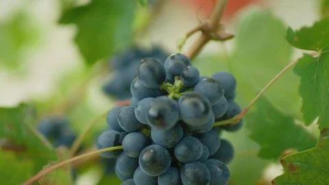 Bunch of grapes on the grapevine Stock-Footage 102204747