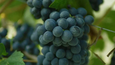 Bunch of grapes on the grapevine Stock-Footage 102205613