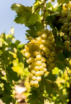 Bunch of grapes on the grapevine Stock Photos