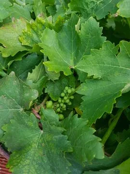 A bunch of grapes is growing Stock Photos