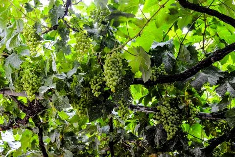 A bunch of grapes hanging from a tree Stock Photos