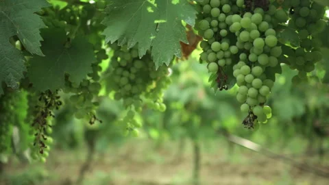 Bunch of grapes hanging on the vine Stock Footage 246594715