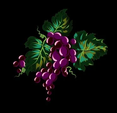 Bunch of grapes hanging on the vine 스톡 일러스트