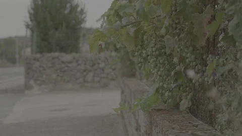 Bunch of grapes hanging from a vine next to a wall. Stock Footage 170133475