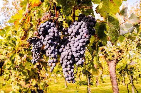 A bunch of grapes hanging from a vine Stock Photos