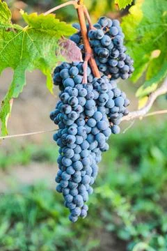 A bunch of grapes hanging from a vine Stock Photos